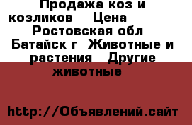 Продажа коз и козликов. › Цена ­ 1 500 - Ростовская обл., Батайск г. Животные и растения » Другие животные   